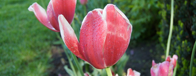 tulip festival holland